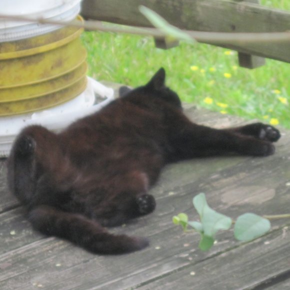 * Welcome to my Closet. Please Read! *  ~ Meet your Posher, Gina - Picture 7 of 16